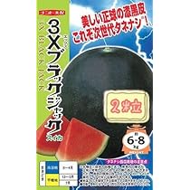 スイカ 3Xブラックジャック 苗　35本 3Xブラックジャック（シードレス西瓜） - 家庭de菜園～うぇ